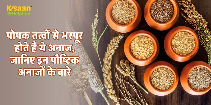 पोषक तत्वों से भरपूर होते है ये अनाज, जानिए इन पौष्टिक अनाजों के बारे